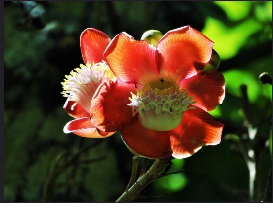 Abricó-de-Macaco e suas flores maravilhosas