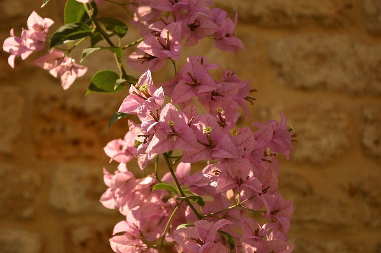 flower-3744350_1280 flower-3744350_1280