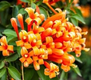 inflorescência de flores tubulares alaranjadas de flor-de-são-joão da espécie Pyrostegia venusta