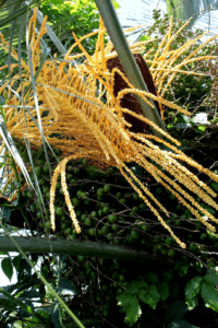 inflorescencia de butiá. Palmeira nativa do sul do Brasil