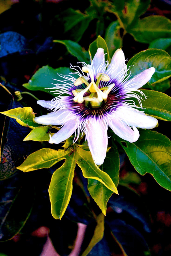 Flor de Maracujá CREDITO Alan Dias Barros flor branca com miolo arroxeado e folhas verdes ao fundo. flor de maracujá