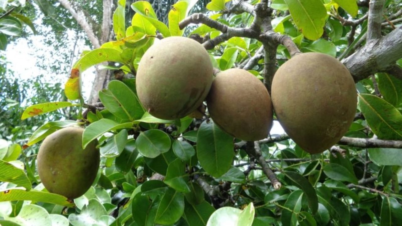 frutos de bacuri frutos de bacuri