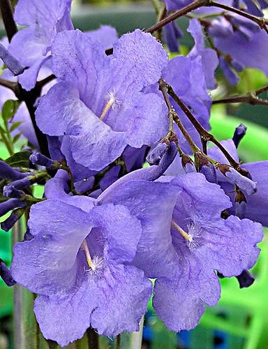 Arvore de jacarandá mimoso florida numa área de terra, ao fundo vegetação