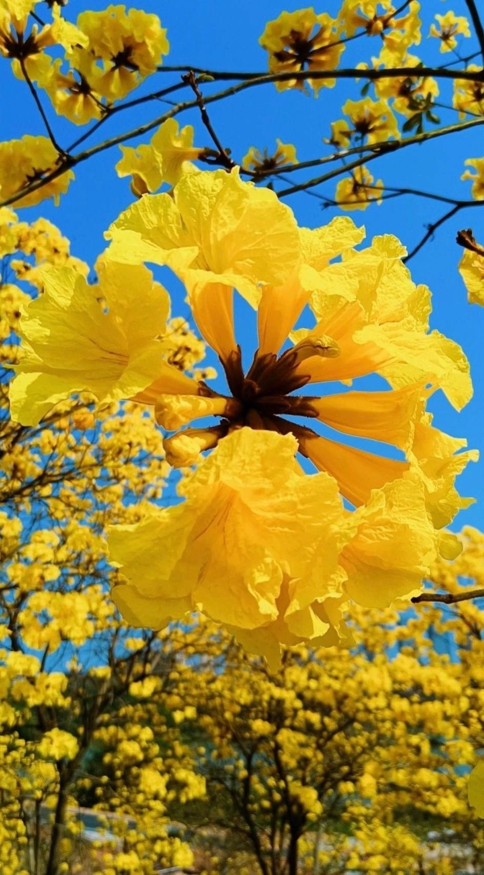 inflorescencia ipe amarelo inflorescencia de ipe amarelo