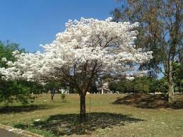 árvore florida do ipê branco plantada em gramado com árvores ao fundo