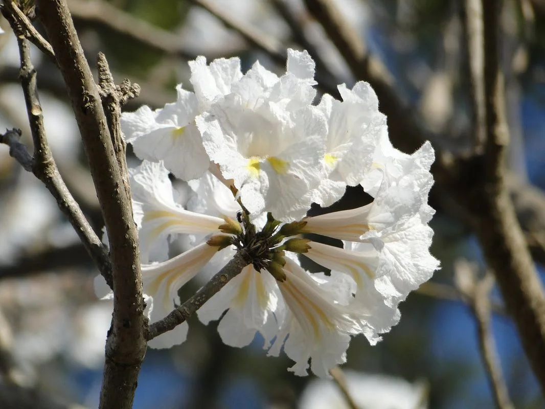ipê branco ramo floral ramo floral de flores brancas de ipê branco