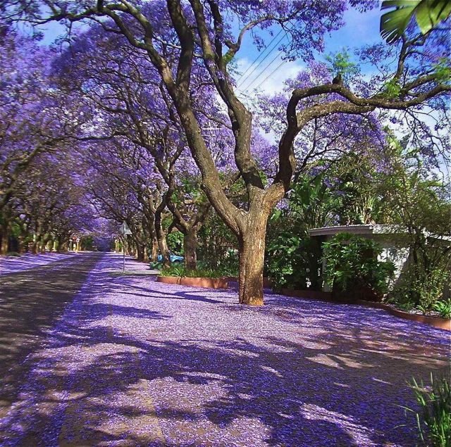 jacarandá mimoso arvore jacarandá mimoso arvore