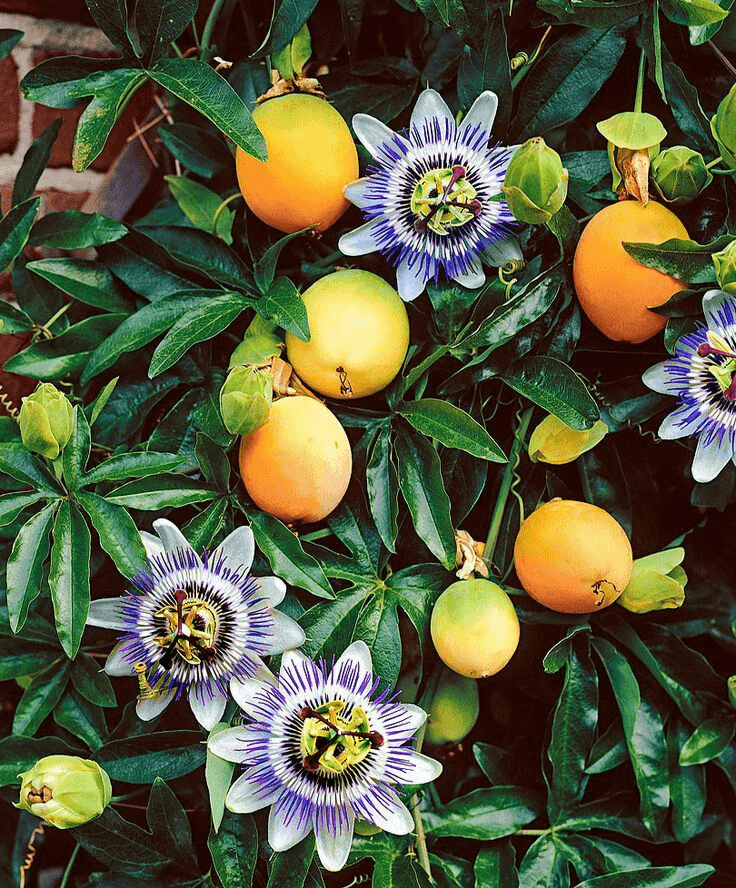 flores de maracuja abertas com frutos amarelos