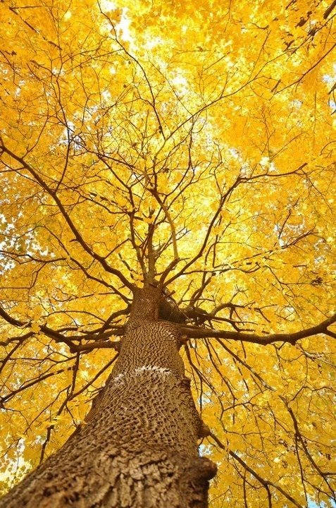 arvore de ipe amarelo em perspectiva