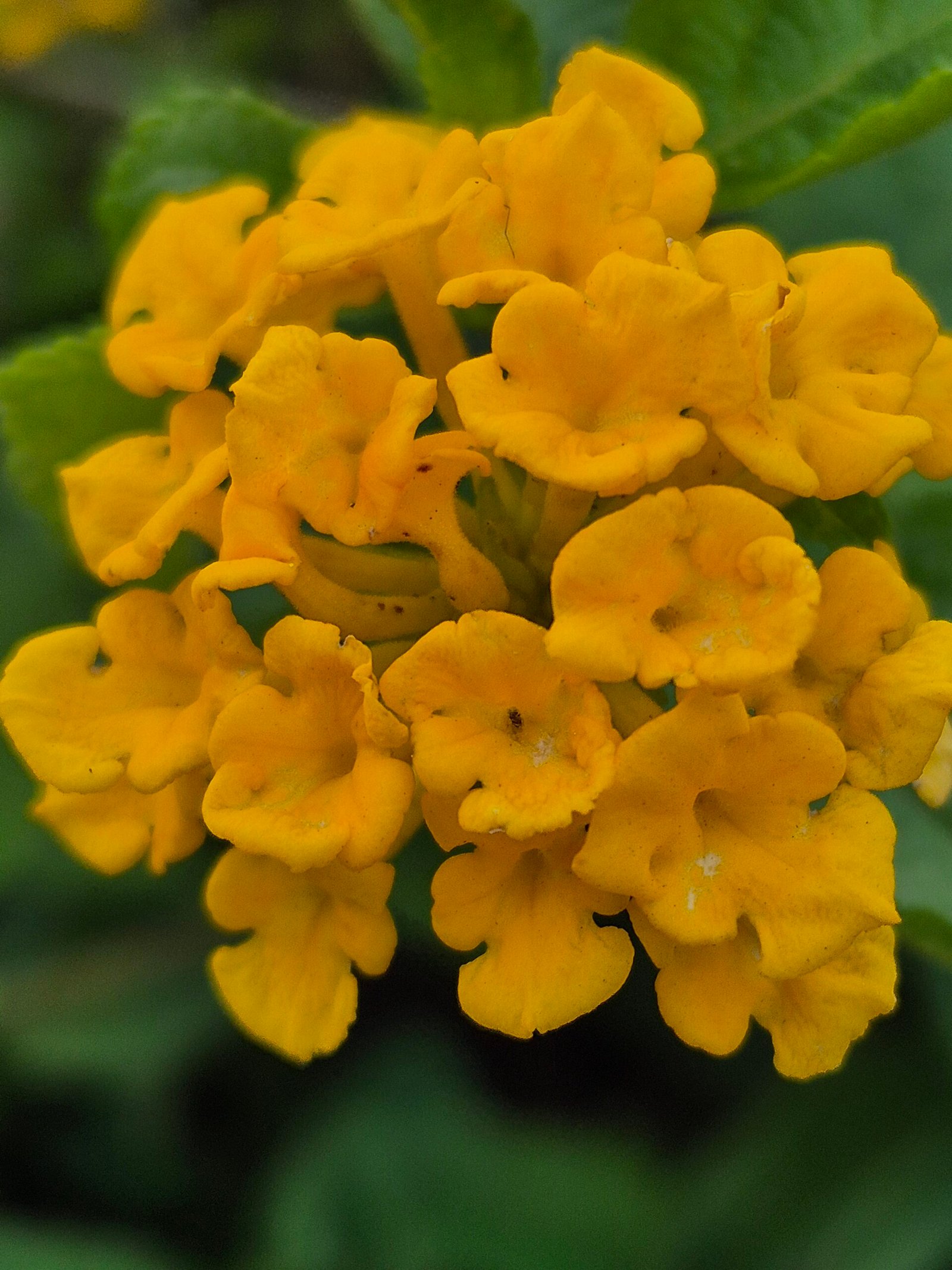 LANTANA AMARELA LANTANA AMARELA