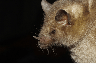 Leptonycteris nivalis morcego de nariz longo Leptonycteris nivalis