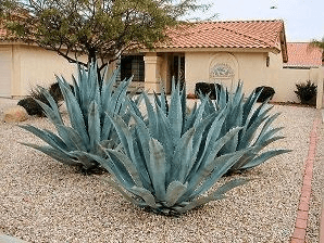 plantas de Pita ou piteira. Agave americana
