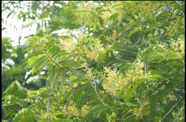 INFLORESCENCIA DA UCUÚBA