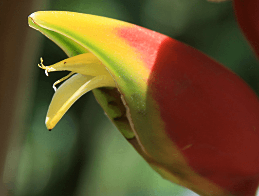 inflorescência de heliconia com bracteas vermelho alaranjadas como labaredas