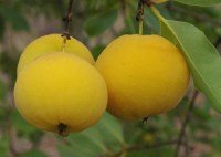 frutos de Murici, amarelos, globosos