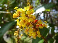 flores-do-murici FLORES DE MURICI AMARELAS E COM ÓLEO