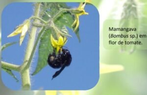 mamangava coletando pólen na flor do tomateiro, pelo método de vibração
