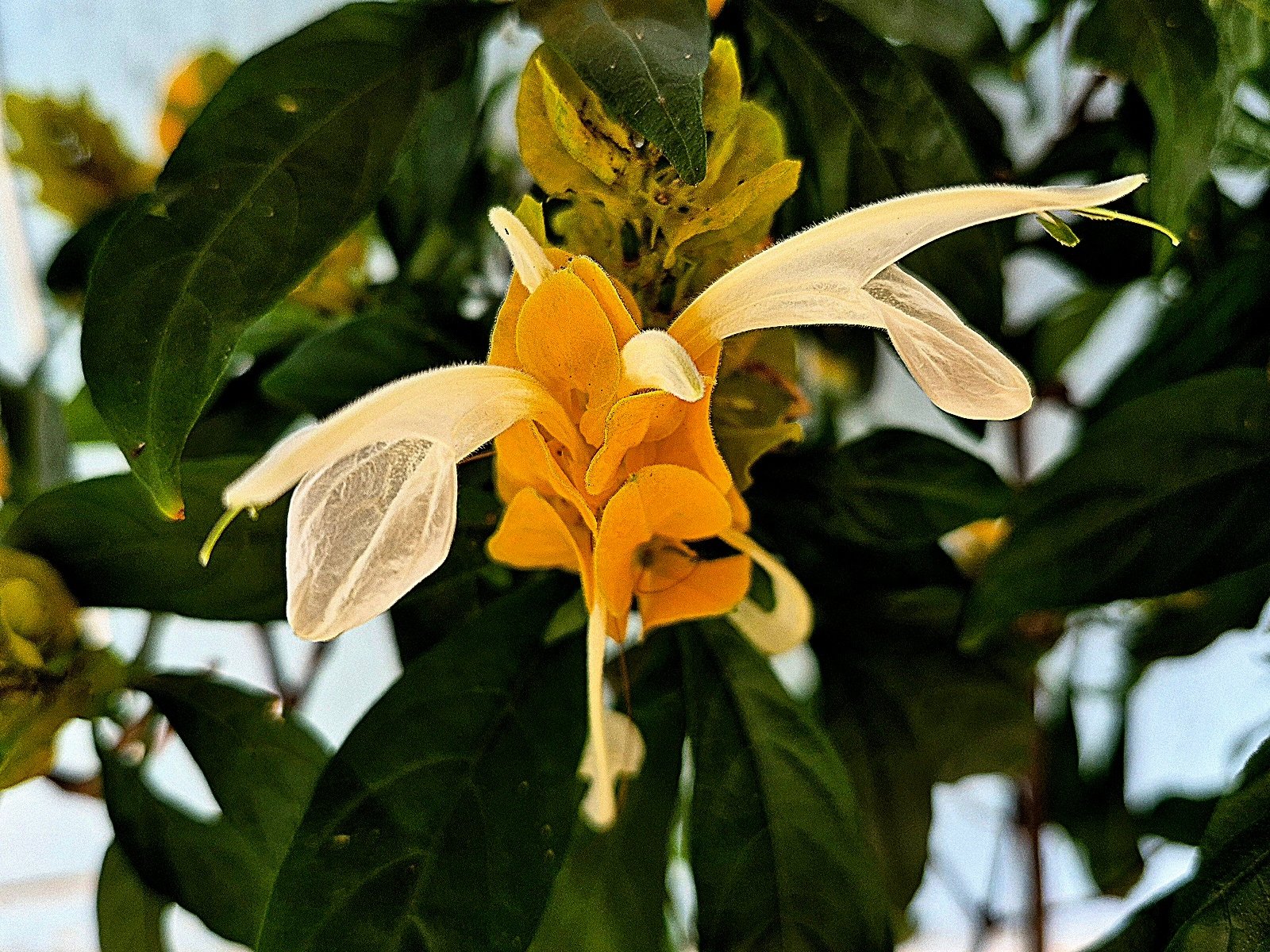 capa camaraozinho 2 inflorescencia de Pachystachys lutea, camarão de jardim.