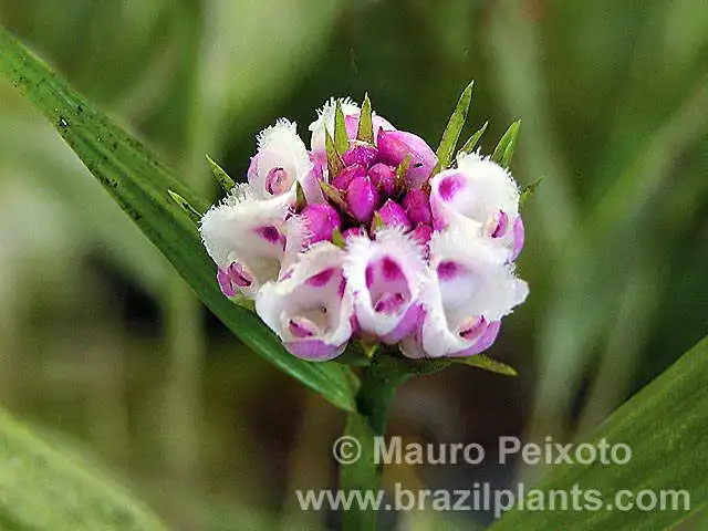 elleanthus-brasiliensis-flores-mais-claras elleanthus-brasiliensis-flores-mais-claras