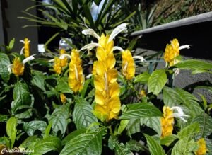 Inflorescência de Pachystachys lutea com brácteas amarelas e flores brancas