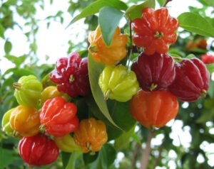 frutos de pitanga em vários estágios de desenvolvimento