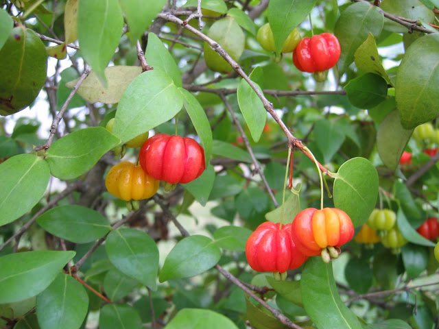 Pitanga_(Eugenia_uniflora) RAMO de pitanga com muitos frutos