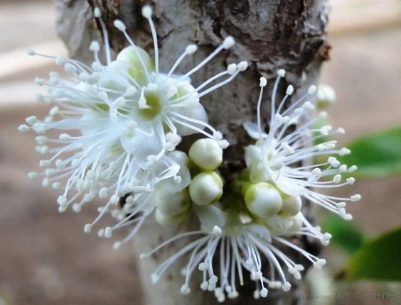 Jabuticaba Jabuticaba