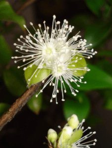 flores de jabuticaba