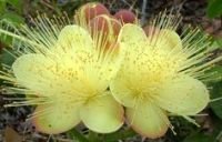 flores amarelas com bastantes estames, do pequi
