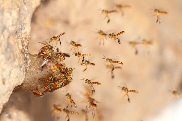 ABELHAS JATAÍ sem ferrão em pleno voo ao lado do ninho