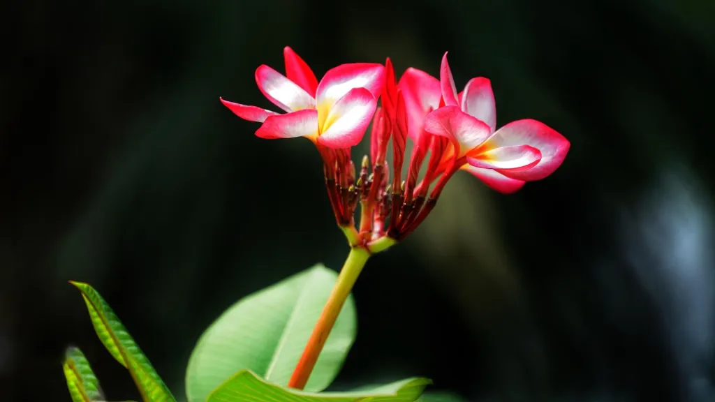 plumeria-3265802_19206426521788874286625 plumeria-3265802_19206426521788874286625