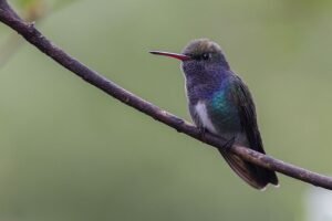 Pequeno beija-flor Amazilia lactea