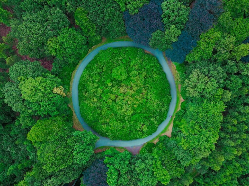 imagem mostra floresta contendo no centro um círculo azul