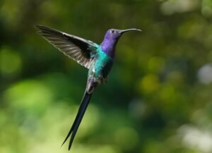 Eupetomena macroura, beija-flor-tesoura