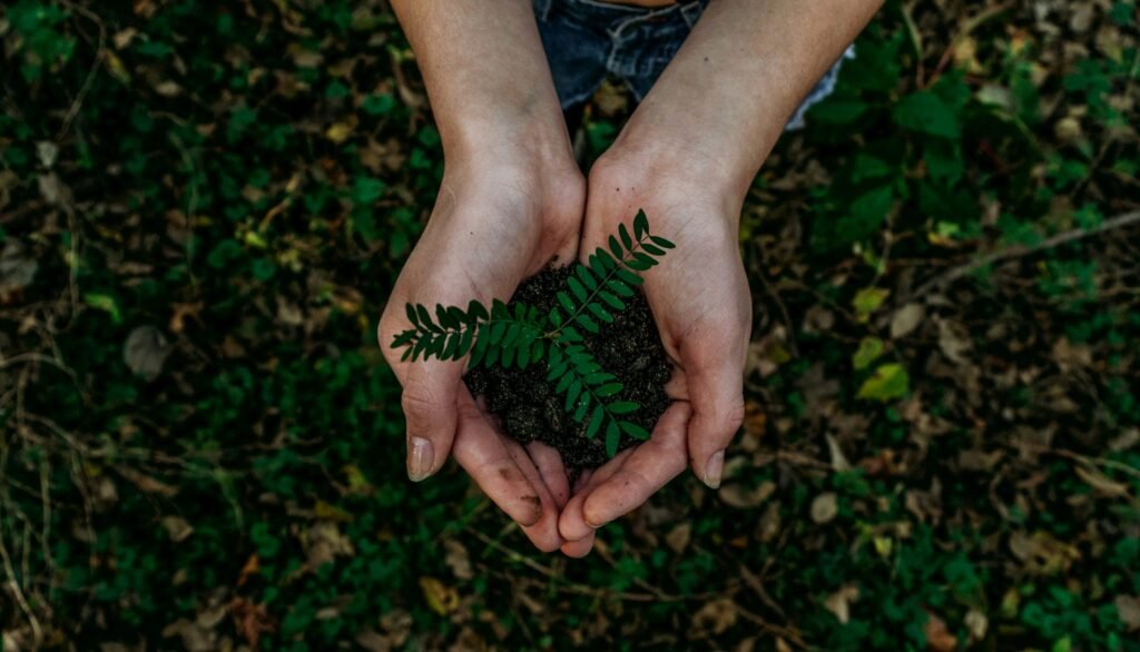 imagem mostrando mãos com uma muda de planta