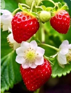 close da planta de morango com frutos vermelhos desenvolvidos e flores brancas, com uma central, de petalas brancas e centro amarelo. Folhas verdes ao fundo.