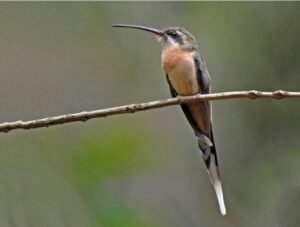 beija-flor conhecido como rabo-branco-acanelado. É marrom no peito e as penas da cauda são brancas.