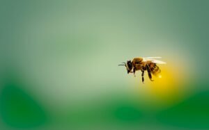 bee, honeybee, insect, fly, bee, bee, bee, bee, bee