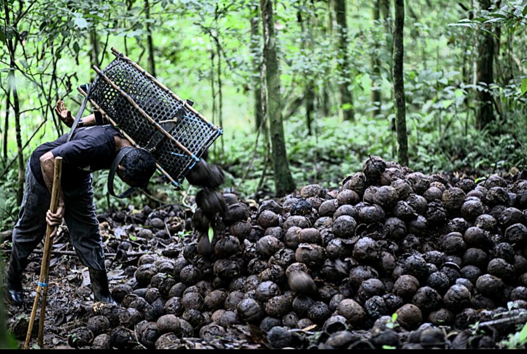 Frutos coletados na Amazônia