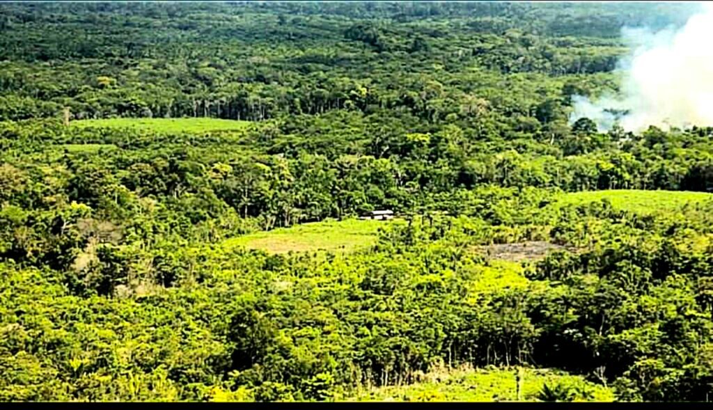 Clareira sem vegetação em meio a floresta