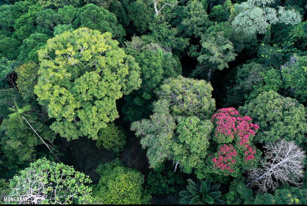 Copas de árvores da floresta Amazônica