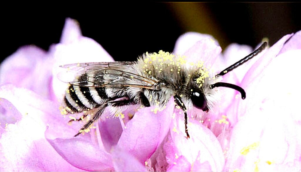 Abelha cheia de pólen em flor