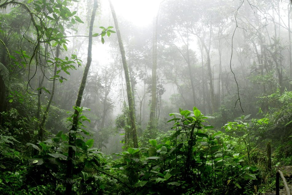 floresta amazonica fonte Linus FLORESTA ENEVOADA, interior.