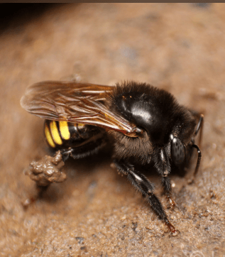 melipona quadrifasciata abelha quadrifasciata