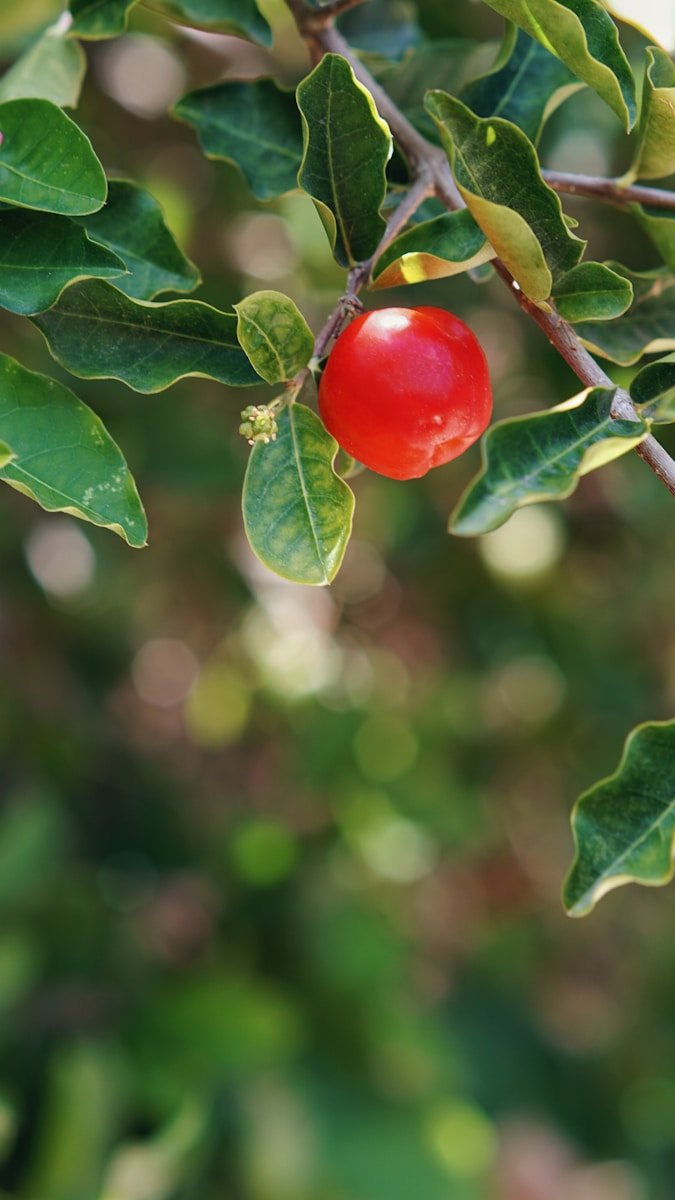 Photo by Samuel Souza red round fruit on green leaf