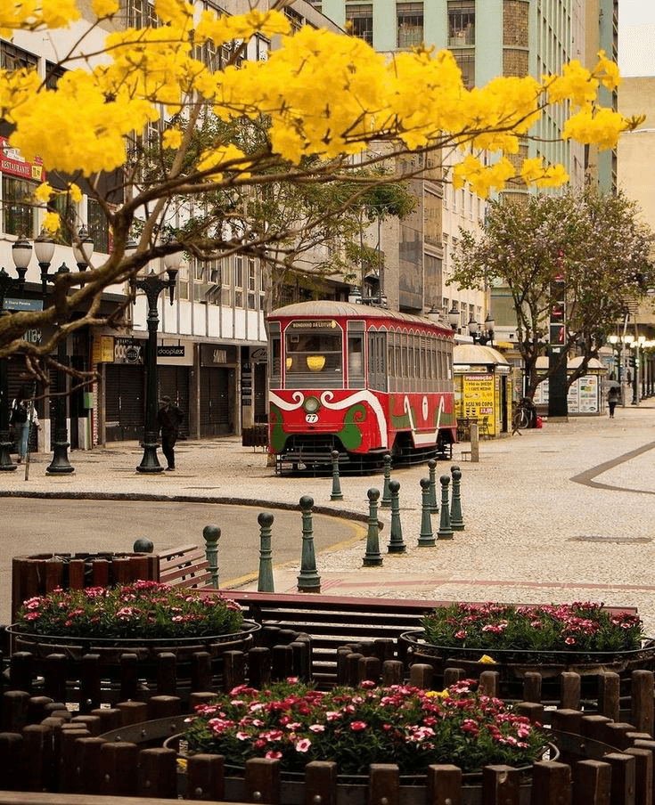 um ipê amarelo florido em rua de Curitiba com um bondinho parado
