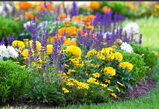jardim mostrando flores amarelas e lavandas