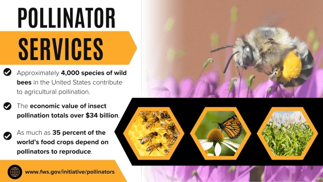 USFWS - panfleto mostra abelha, colméia, célula da colméia