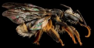 abelha com ferrão Exomalopsis analis, fêmea