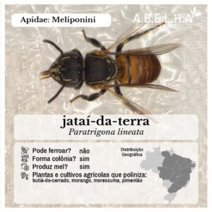 prancha de uma abelha sem ferrão Paratrigona lineata